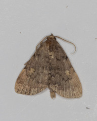 Idia diminuendis