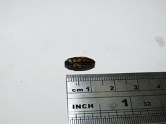 Astraeus