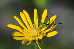 Odontoxiphidium apterum