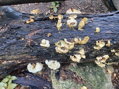 Favolus brasiliensis