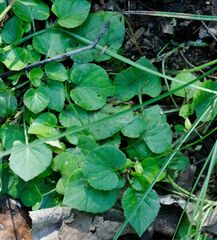 Viola sacchalinensis