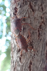 Apodiphus integriceps