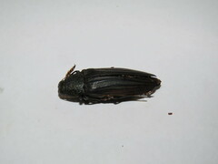 Pseudotaenia gigas