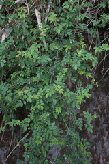 Rosa transmorrisonensis