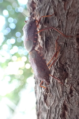 Apodiphus integriceps