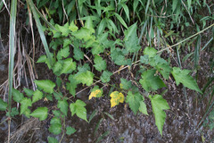 Rubus taitoensis