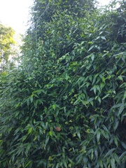 Chusquea bambusoides