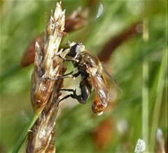 Polydontomyia curvipes