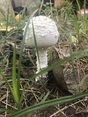 Saproamanita thiersii