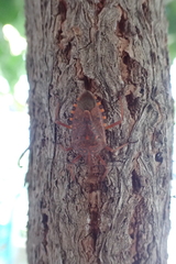 Apodiphus integriceps