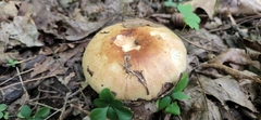 Russula compacta