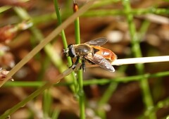 Polydontomyia curvipes