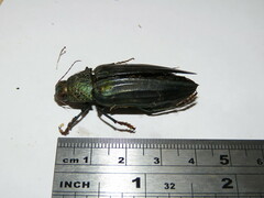 Pseudotaenia gigas