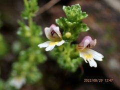 Euphrasia transmorrisonensis