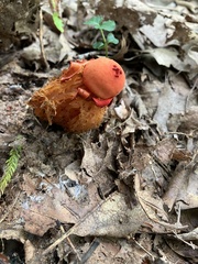 Calostoma cinnabarinum