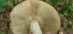 Russula compacta