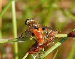 Polydontomyia curvipes