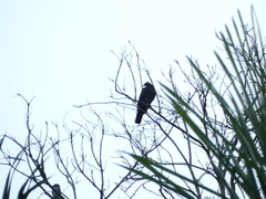 Patagioenas leucocephala