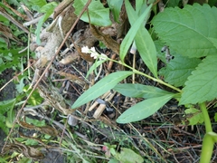 Persicaria