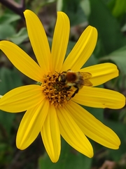 Bombus muscorum