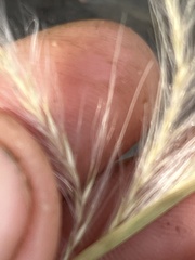 Andropogon virginicus