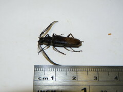Cerambycidae