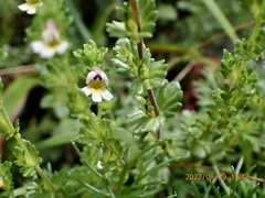 Euphrasia transmorrisonensis