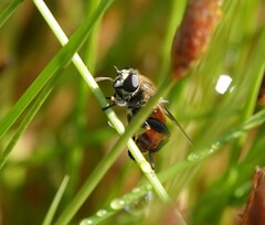 Polydontomyia curvipes