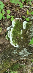 Rigidoporus
