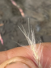 Andropogon virginicus