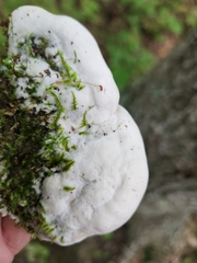 Rigidoporus