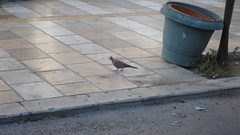 Streptopelia senegalensis