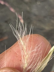 Andropogon virginicus