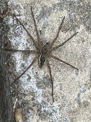 Dolomedes vittatus