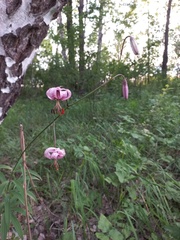 Lilium martagon pilosiusculum