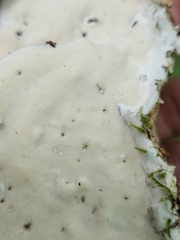 Rigidoporus
