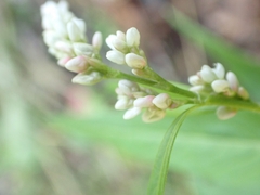 Persicaria