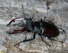 Lucanus cervus