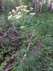 Pleurospermum uralense