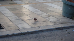 Streptopelia senegalensis