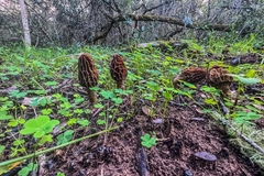 Morchella importuna