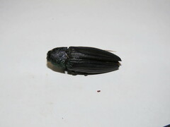 Pseudotaenia gigas