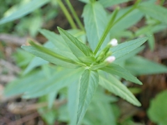 Epilobium ciliatum