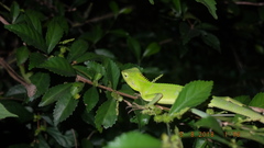 Bronchocela jubata