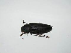 Pseudotaenia gigas
