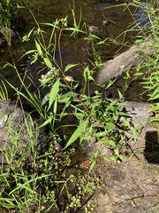 Bidens discoidea