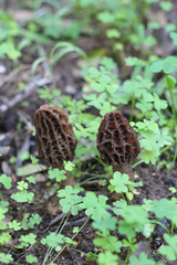 Morchella importuna