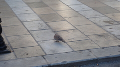 Streptopelia senegalensis