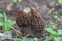 Morchella importuna
