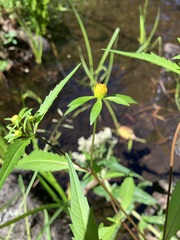 Bidens discoidea